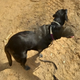 “Double-Headed Doggie,” originally uploaded by Bob Spaziano.